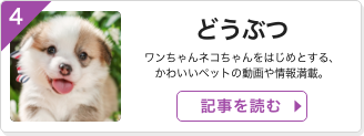 どうぶつ