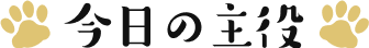 今日の主役