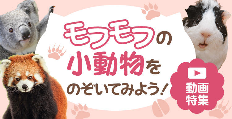 動画特集 モフモフの小動物をのぞいてみよう Dメニュー 暮らす