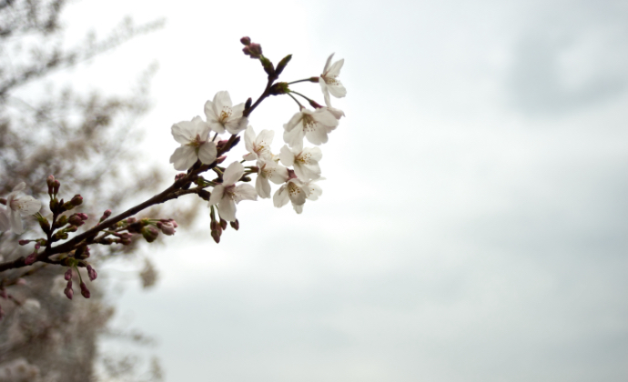 桜の花が咲く時期の曇った天気を何曇りという？